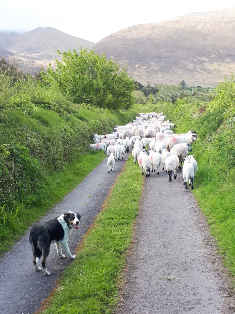 Home West Kerry Sheep Dog Demonstrations