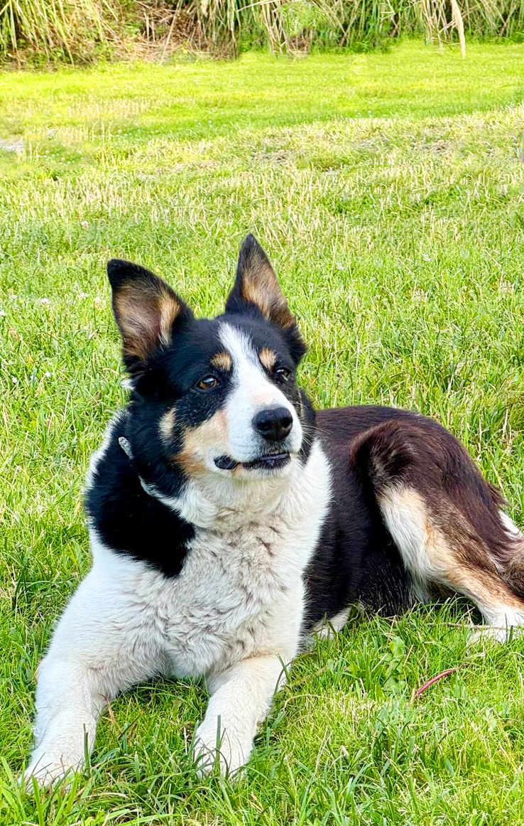 dog lying on grass