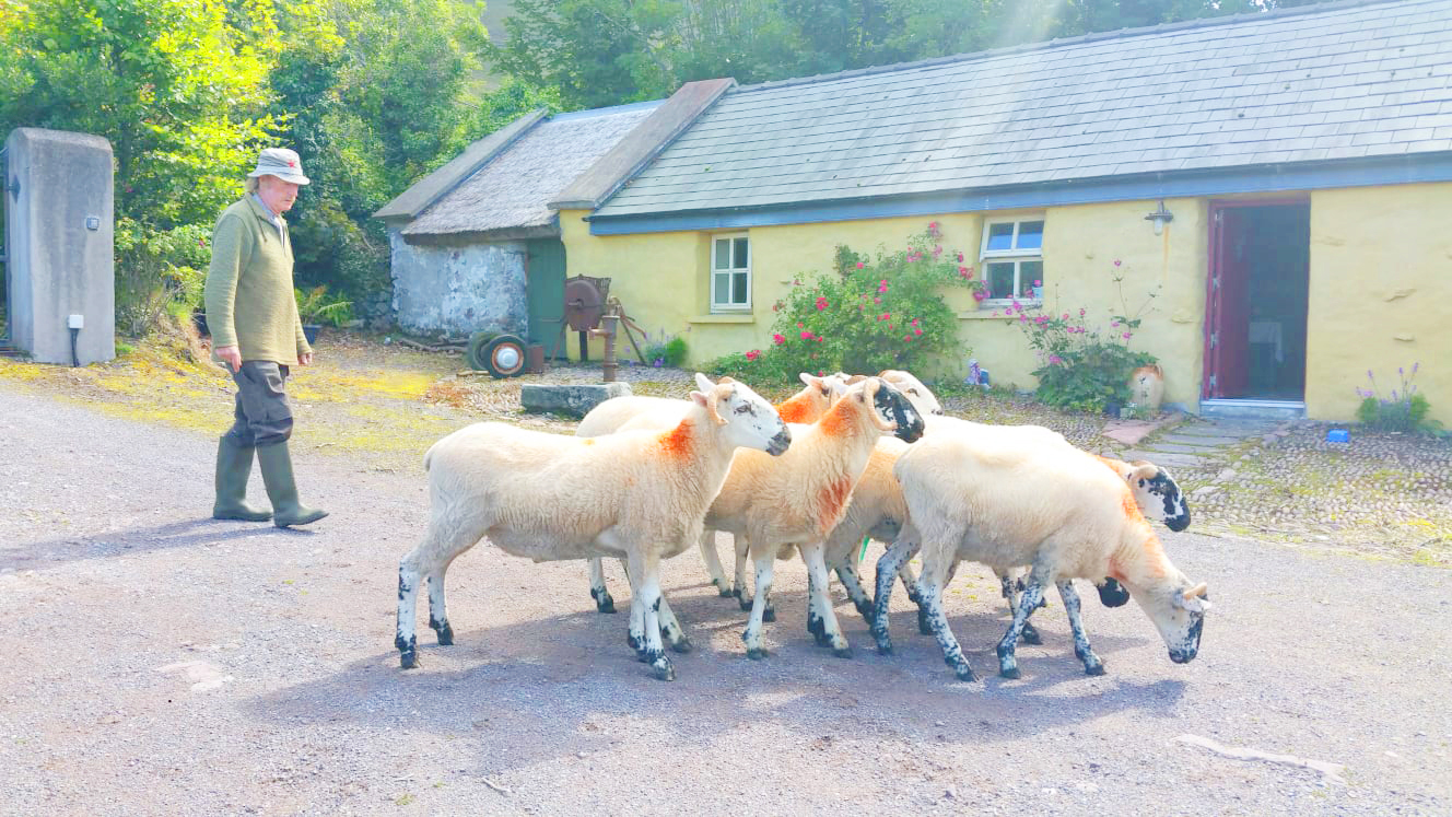 seamus with sheep